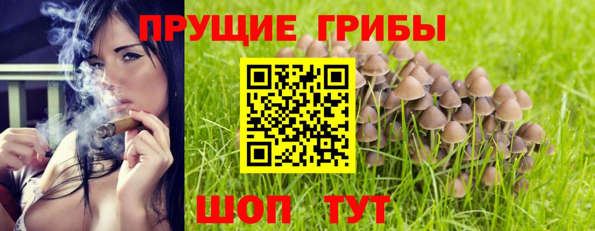 Балтийск  Псилоцибиновые грибы Cubensis  Вход с VPN 